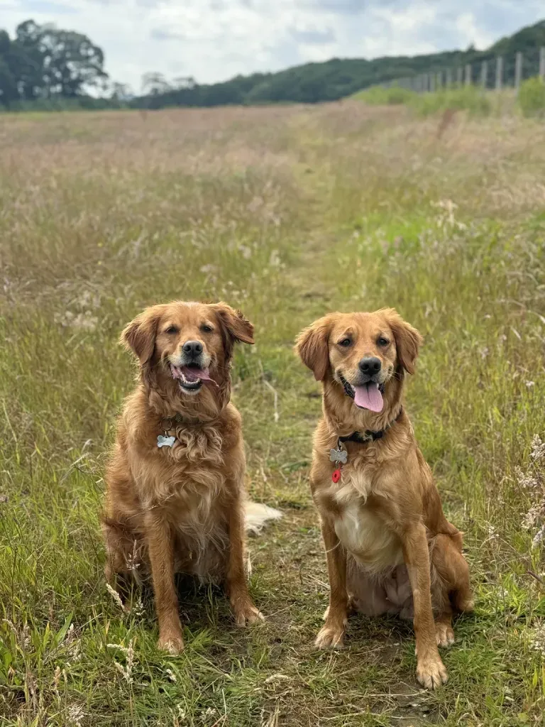 Golden retrievers Cleo and Nala